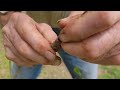 Grafting PawPaws with Charlie West