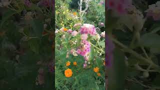 Colorful LANTANA CAMARA (Commonly known as Lantana) #shorts #lantanacamara #flowers #plants