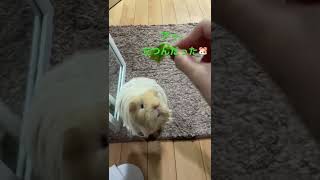 芸練習中のモルモットきなこの動画 #guineapig #shorts #モルモット #芸