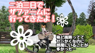 【パピヨン🐶ベルトマトちゃん】愛犬とザファームに旅行行ってきました！