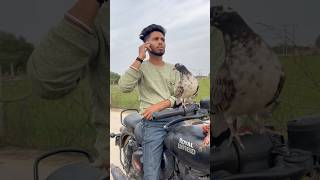 Cat ne kata rasta 😱👀🕊️#pigeon #shortsfeed #ytshorts #viralvideo #spkabutarclub