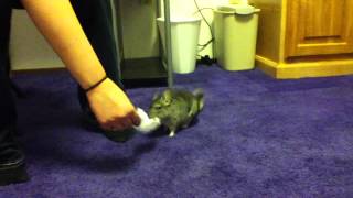 Milly our chinchilla playing around