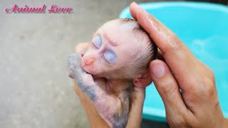 BiBi's first day come home #babymonkey #monkey #animals #pets
