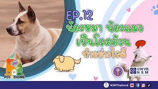 น้องหมา น้องแมว เป็นโรคอ้วนทำอย่างไรดี | เม่นสลัดขนได้จริงหรือเปล่า | Pet@Home EP.12