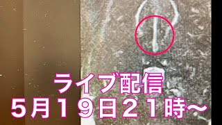 【ご心配かけてます】大吉のご報告とソフィが頚椎椎間板ヘルニアになってしまいました