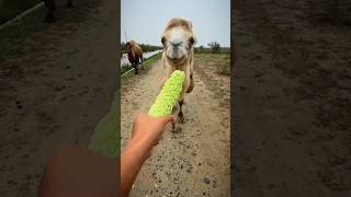 Desert camel is eating White bitter melon #animals #camel #camelinthedesert