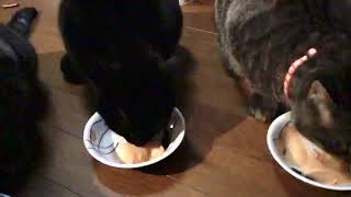 チュールタワーを食べる猫