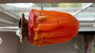 Hachiya Persimmon | The Essential Cooking Guide