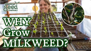 Is Your Milkweed Not Germinating? My Insights for Seed Starting, Cold Stratification & Care