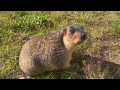 chubby himalayan marmot s uninterest in fruits what will catch its attention