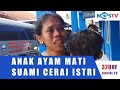 ISTRI DICERAI SUAMI, GARA-GARA ANAK AYAM MATI