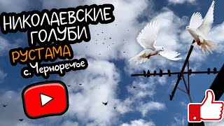 Николаевские голуби с.Черноречье. В гостях у Рустама 2024 🍂