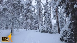 Snowy Forest Walk in Winter Wonderland 🌲 Ollilanlampi Finland