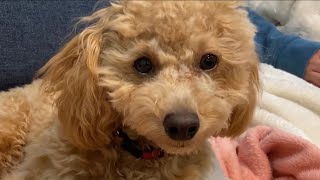 返事をする犬　食欲不振からの復活