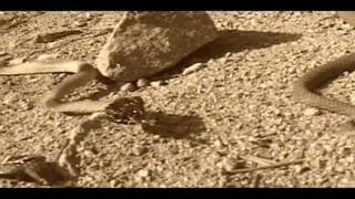 Attacked By Snakes! - The Aquabats!