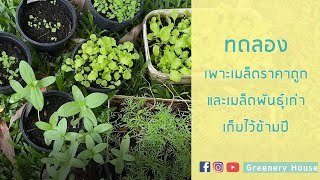 เพาะเมล็ด  ชุดทดลองปลูก