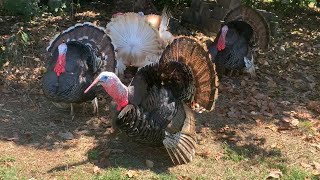 ターキー/七面鳥の鳴き声はおもしろい！