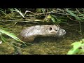 いい湯だな～♪っと温泉に浸かるカビパラのマネをする哀れなヌートリア