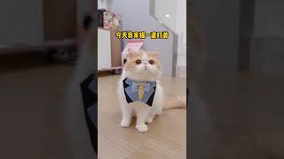 从来没有见过胜负欲这么强的小猫咪！！#萌宠 #猫咪的迷惑行为   抖音