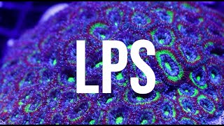 LPS des coraux charnus et colorés : Acanthastrea, Euphyllia, Caulastrea, Lobophyllia…