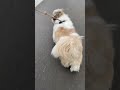 大型な小型犬のおさんぽ（最後帰りたくない）