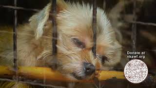 Animal Shelters and Rescues Urgently Need our Support