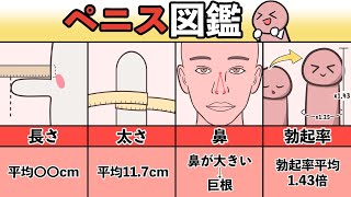 【ペニス図鑑】正しい測り方と硬さ・種類・長さ！