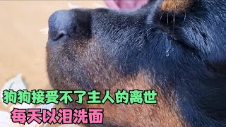 忠犬接受不了主人的離世，每天無精打采，家人都為牠擔心#寵物 #感人故事