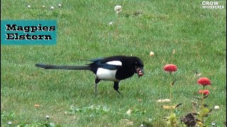 Elstern in meinem Garten / Magpies in my garden