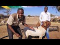 How This Farmer Became a Prominent Goat Breeder in SOUTH AFRICA