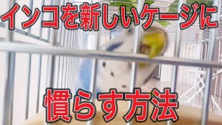 インコのケージを新しくしました。ケージのレイアウトって何が正解ですか？30  Parakeet new cage