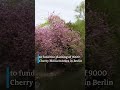 🌸what s the story behind berlin s cherry blossom trees shorts berlin cherryblossom