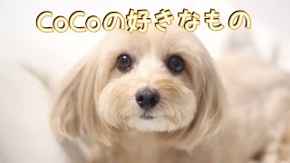 犬ってこんなもの食べるの？　犬だって体にいいもの食べたいんです〜愛犬CoCoの好きなもの♪