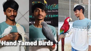 Hand Tamed Birds of Radha Madhav Bird Farm Ahmedabad | Cockatiel, Sun Conure, African Grey and Macaw