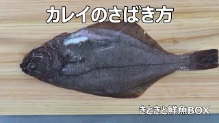 カレイのさばき方