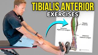 4 Tibialis Anterior Exercises