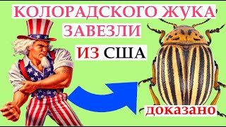 КОЛОРАДСКИЙ ЖУК - это средство США по УНИЧТОЖЕНИЮ урожая стран ЕВРОПЫ | Как избавиться от колорада