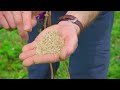 Over-seeding and Pasture Establishment: Expert Tips