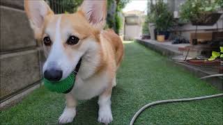 【時期限定】コーギー弟のお庭でボール遊びな時期はやってきた☆corgi☆