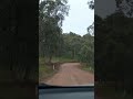 Exploring Rural Australia: Emus ❤️ #shorts #roadtrip #rural