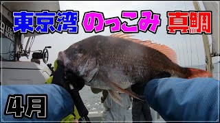 【タイラバ】東京湾 のっこみ　タイラバ 大鯛は釣れるか？　白子ゲットなるか？