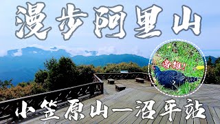 【嘉義景點】小笠原山觀景賞帝雉｜茶田35號品茗享清幽｜祝山停機坪登高望遠｜祝山觀日步道輕鬆行(阿里山省力省錢的走法）