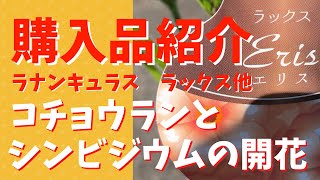 【購入品紹介】ラックス/ＰＷのネメシア/見切り品（コチョウラン、オステオスペルマム）/洋ラン花芽の様子（コチョウラン、デンドロビウム、シンビジウム）/花ごころ洋らんの培養土