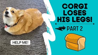 Corgi Loses his Legs! | Part 2