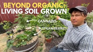 Level Up Your Gardening: Grow Cannabis & Vegetables in Living Soil