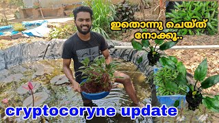 Cryptocoryne എല്ലാം submerse ചെയ്തുട്ടോ.. | submersed propagation of cryptocoryne varieties