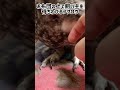 布団の上で飼い主を待つフクロウ owl ペット フクロウ アフリカワシミミズク