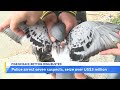 pigeon racing gambling ring busted in tainan taiwanplus news