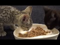 子猫 餌 ひたすら食べる