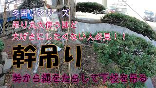 【幹吊り】冬囲いシリーズ！丸太立てるの面倒な人はこれでも大丈夫！ただ上の枝は諦めて、、下枝だけ守ります！！